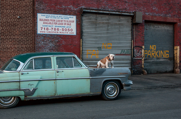 Chappa on a Lincoln, Red Hook neighborhood of Brooklyn