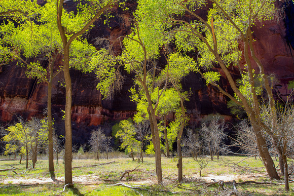 Early spring in Zion National Park, UT