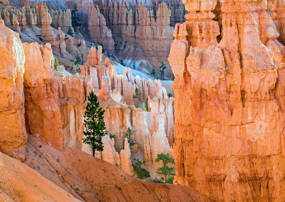 A Tree Grows in Bryce
